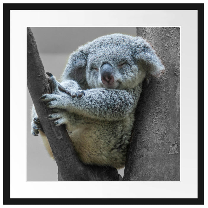 Schlafender Koala im Baum B&W Detail Passepartout Quadratisch 55
