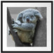 Schlafender Koala im Baum B&W Detail Passepartout Quadratisch 55
