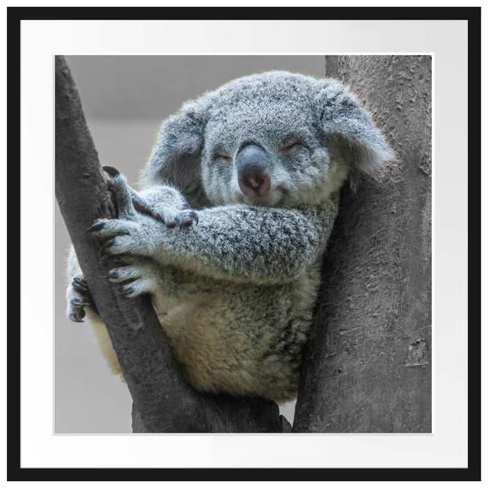 Schlafender Koala im Baum B&W Detail Passepartout Quadratisch 70