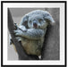 Schlafender Koala im Baum B&W Detail Passepartout Quadratisch 70