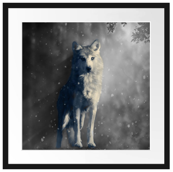 Fantasievoller weißer Wolf auf Lichtung B&W Detail Passepartout Quadratisch 55