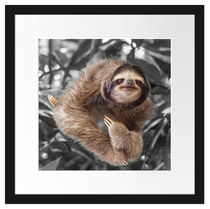 Lustiges Faultier hängt an Baum B&W Detail Passepartout Quadratisch 40