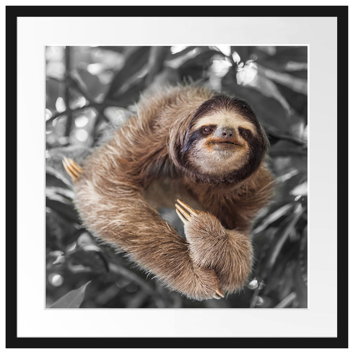 Lustiges Faultier hängt an Baum B&W Detail Passepartout Quadratisch 55