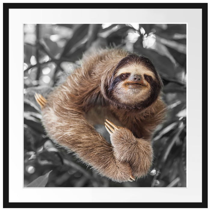 Lustiges Faultier hängt an Baum B&W Detail Passepartout Quadratisch 70
