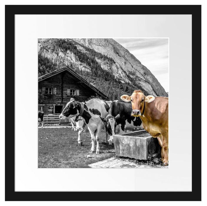 Kühe auf Almwiese am Trog B&W Detail Passepartout Quadratisch 40