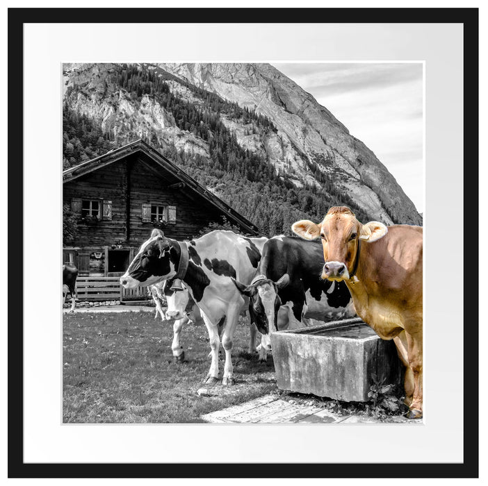 Kühe auf Almwiese am Trog B&W Detail Passepartout Quadratisch 55