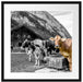 Kühe auf Almwiese am Trog B&W Detail Passepartout Quadratisch 55