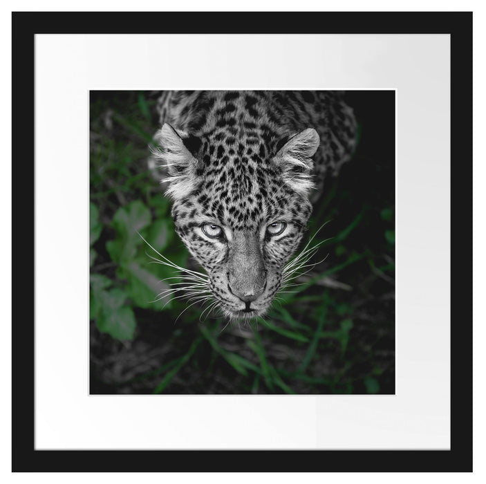 gefährlicher Panther im Wald von oben B&W Detail Passepartout Quadratisch 40