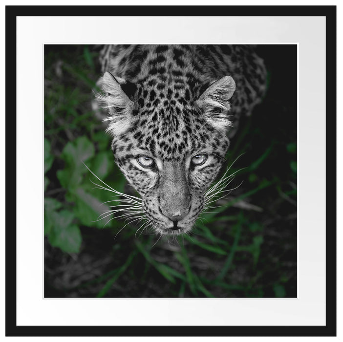 gefährlicher Panther im Wald von oben B&W Detail Passepartout Quadratisch 55