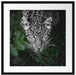 gefährlicher Panther im Wald von oben B&W Detail Passepartout Quadratisch 55