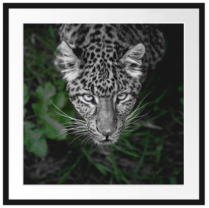 gefährlicher Panther im Wald von oben B&W Detail Passepartout Quadratisch 70