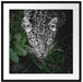 gefährlicher Panther im Wald von oben B&W Detail Passepartout Quadratisch 70