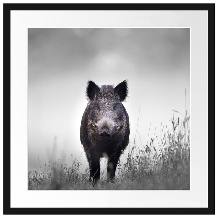 Wildschweinauf einer Wiese im Nebel B&W Detail Passepartout Quadratisch 55