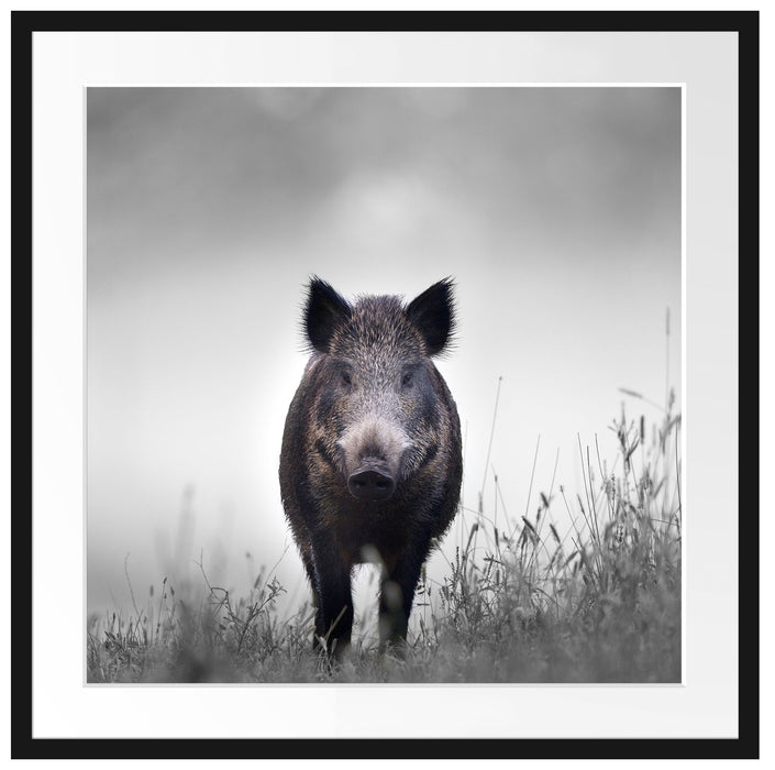 Wildschweinauf einer Wiese im Nebel B&W Detail Passepartout Quadratisch 70
