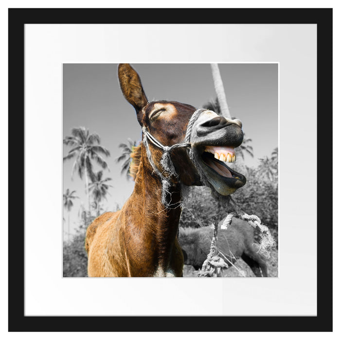 Lustiger lachender Esel unter Palmen B&W Detail Passepartout Quadratisch 40