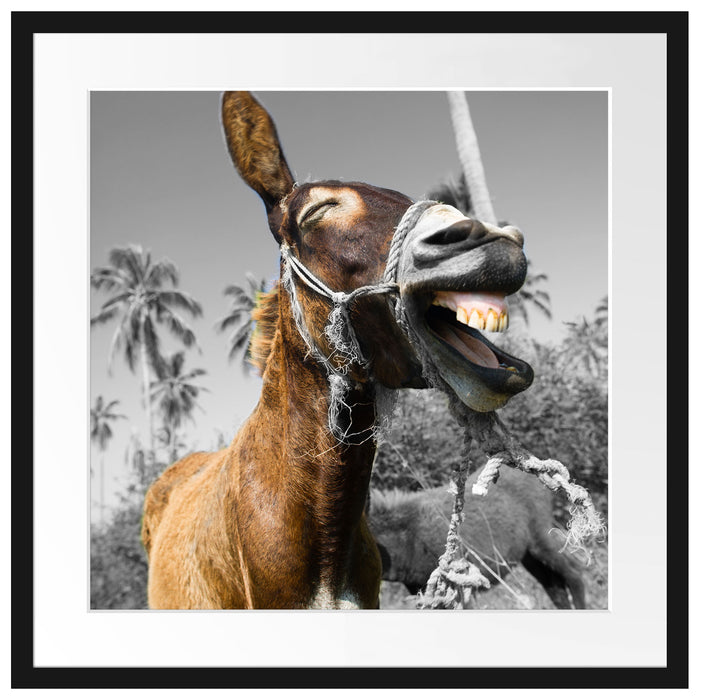 Lustiger lachender Esel unter Palmen B&W Detail Passepartout Quadratisch 55