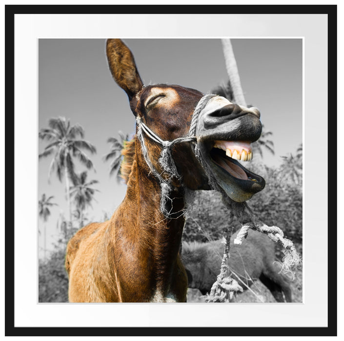 Lustiger lachender Esel unter Palmen B&W Detail Passepartout Quadratisch 70