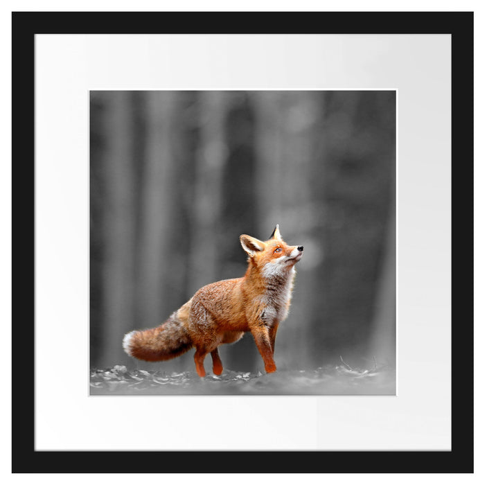 Neugieriger Fuchs im Herbstwald B&W Detail Passepartout Quadratisch 40