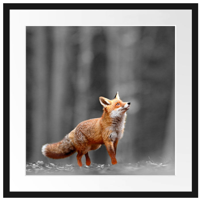 Neugieriger Fuchs im Herbstwald B&W Detail Passepartout Quadratisch 55