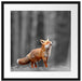 Neugieriger Fuchs im Herbstwald B&W Detail Passepartout Quadratisch 55