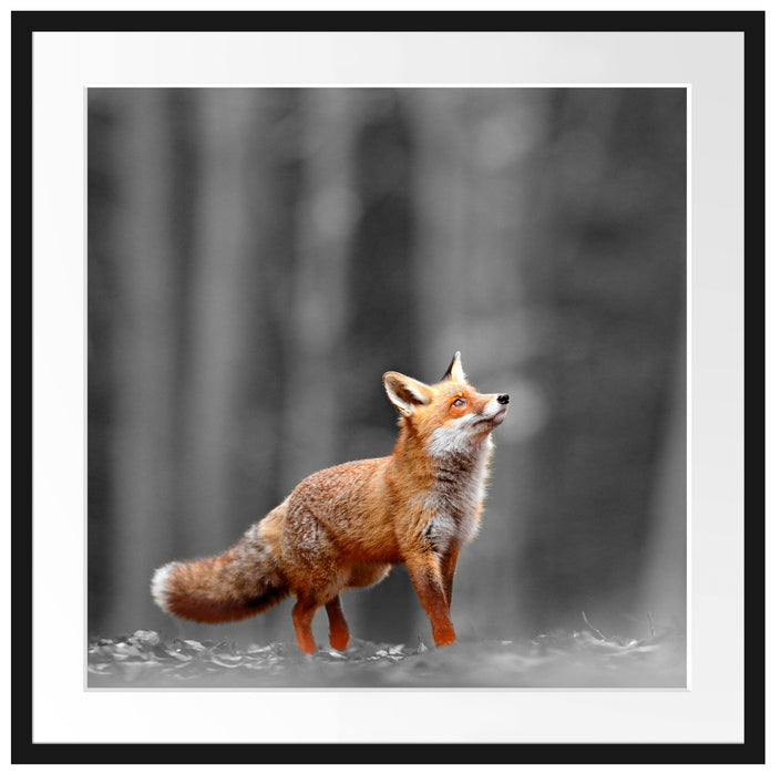 Neugieriger Fuchs im Herbstwald B&W Detail Passepartout Quadratisch 70