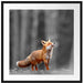 Neugieriger Fuchs im Herbstwald B&W Detail Passepartout Quadratisch 70