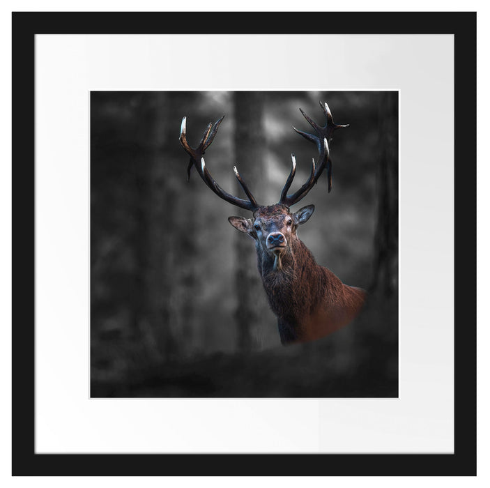 Hirsch im Wald schaut neugierig in die Kamera B&W Detail Passepartout Quadratisch 40