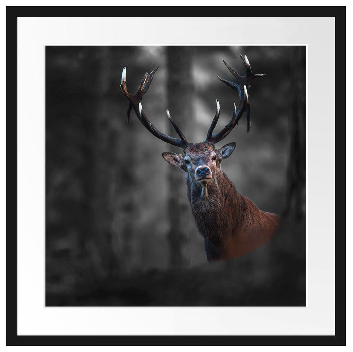 Hirsch im Wald schaut neugierig in die Kamera B&W Detail Passepartout Quadratisch 55