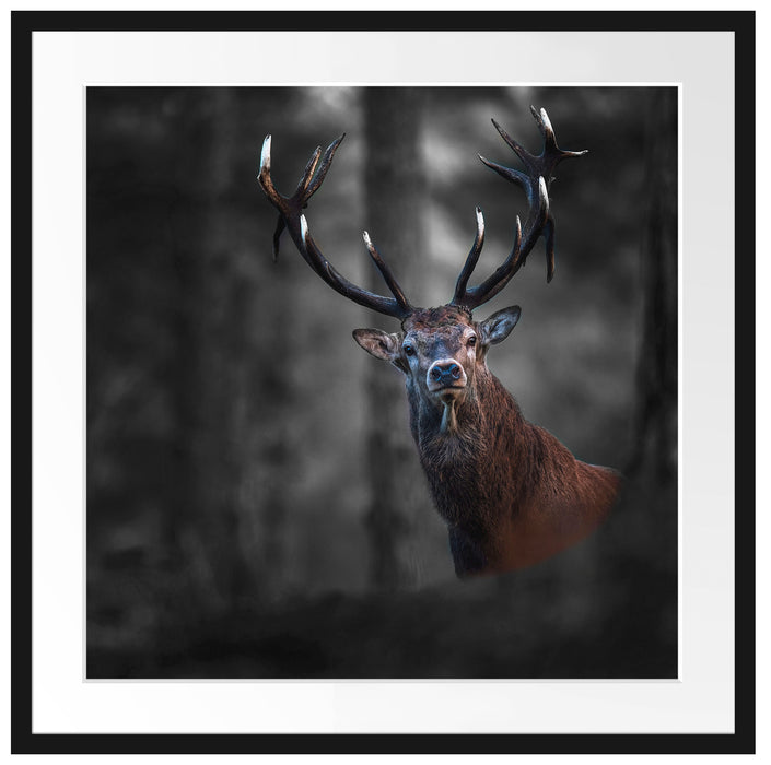 Hirsch im Wald schaut neugierig in die Kamera B&W Detail Passepartout Quadratisch 70