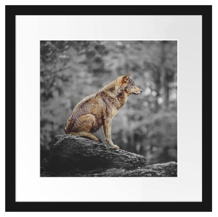 Wolf sitzt auf einem Stein im Herbstwald B&W Detail Passepartout Quadratisch 40