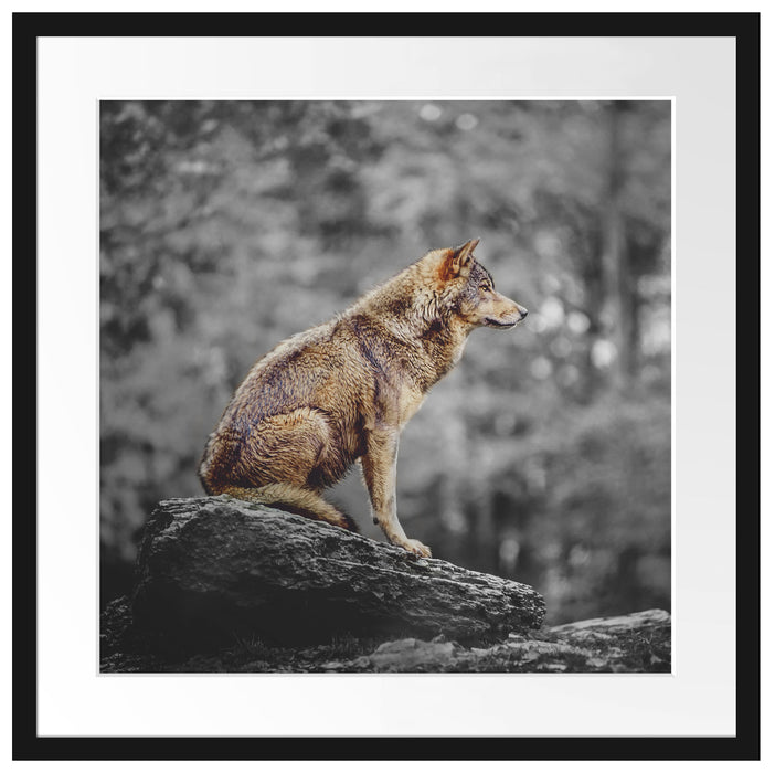 Wolf sitzt auf einem Stein im Herbstwald B&W Detail Passepartout Quadratisch 55