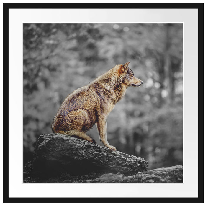 Wolf sitzt auf einem Stein im Herbstwald B&W Detail Passepartout Quadratisch 70