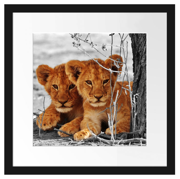 Junge Löwen im Schatten eines Baumes B&W Detail Passepartout Quadratisch 40