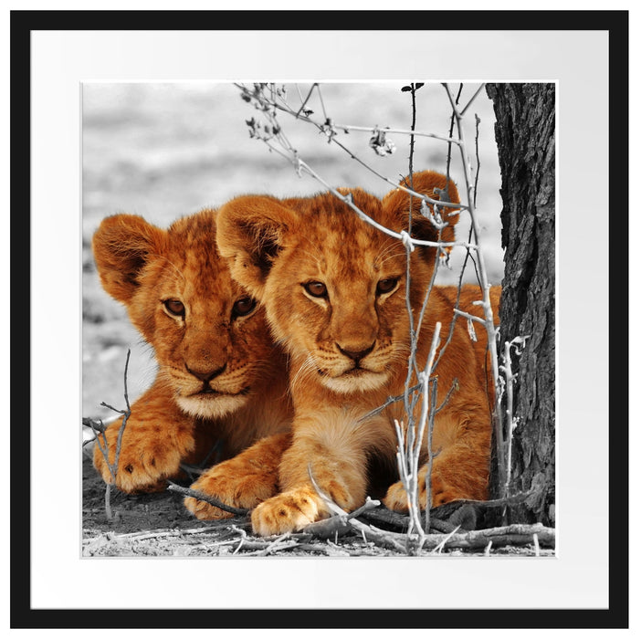 Junge Löwen im Schatten eines Baumes B&W Detail Passepartout Quadratisch 55
