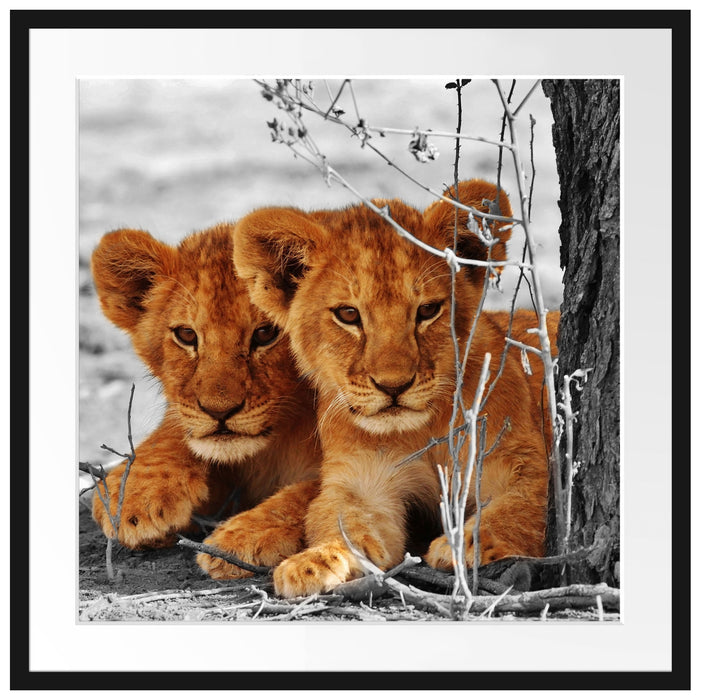 Junge Löwen im Schatten eines Baumes B&W Detail Passepartout Quadratisch 70