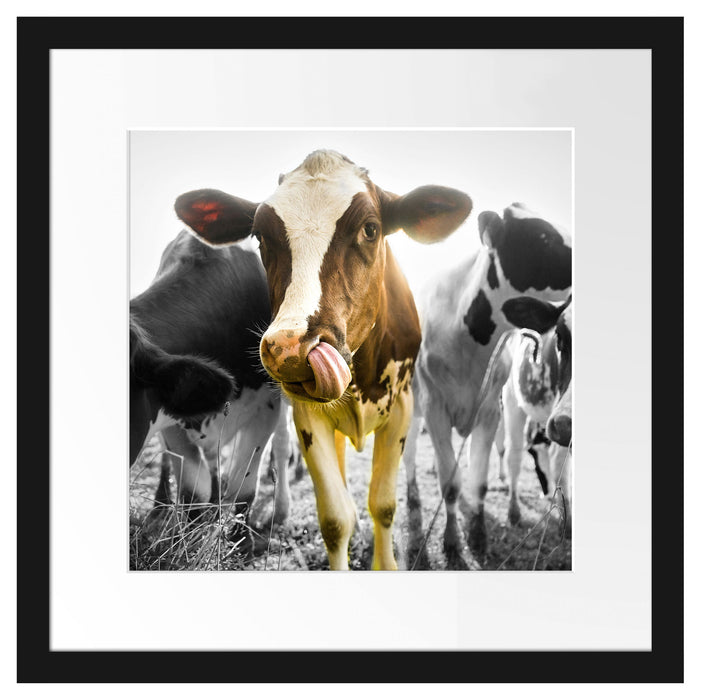 Kühe weiden in der Sonne auf grüner Alm B&W Detail Passepartout Quadratisch 40