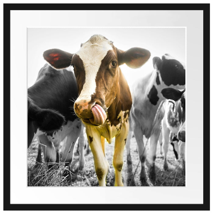 Kühe weiden in der Sonne auf grüner Alm B&W Detail Passepartout Quadratisch 55