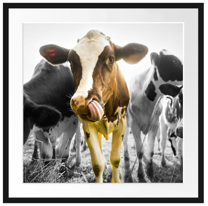 Kühe weiden in der Sonne auf grüner Alm B&W Detail Passepartout Quadratisch 70