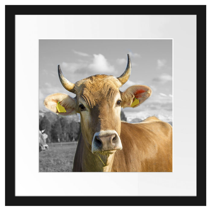 Neugierige Kuh auf Weide im Allgäu B&W Detail Passepartout Quadratisch 40