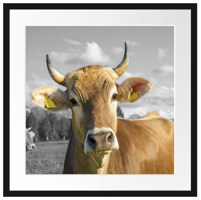 Neugierige Kuh auf Weide im Allgäu B&W Detail Passepartout Quadratisch 55