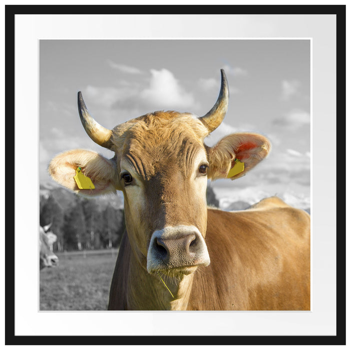 Neugierige Kuh auf Weide im Allgäu B&W Detail Passepartout Quadratisch 70