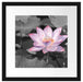 Rosa blühender Lotus Nahaufnahme B&W Detail Passepartout Quadratisch 40