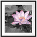 Rosa blühender Lotus Nahaufnahme B&W Detail Passepartout Quadratisch 55