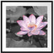 Rosa blühender Lotus Nahaufnahme B&W Detail Passepartout Quadratisch 70