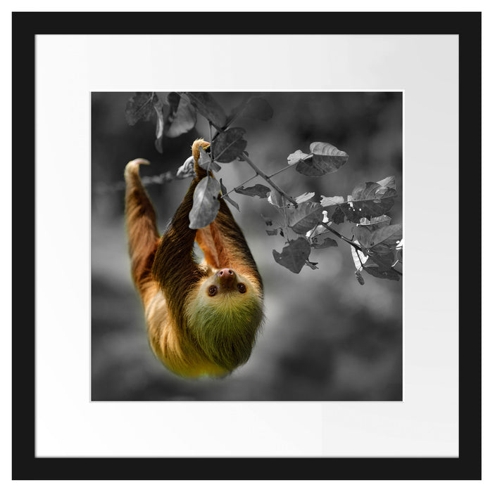 Faultier klettert an grünem Ast entlang B&W Detail Passepartout Quadratisch 40