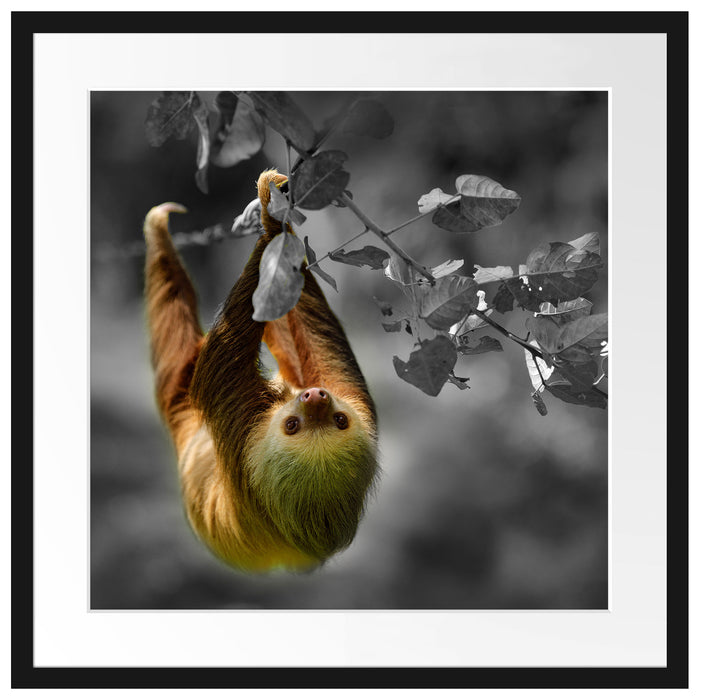 Faultier klettert an grünem Ast entlang B&W Detail Passepartout Quadratisch 55