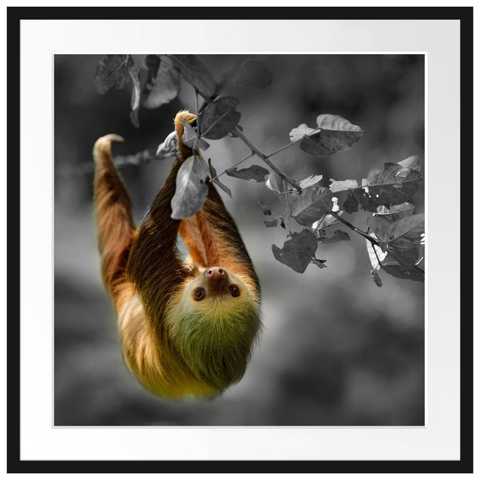 Faultier klettert an grünem Ast entlang B&W Detail Passepartout Quadratisch 70