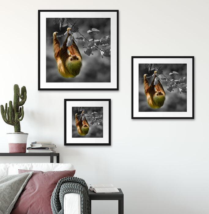 Faultier klettert an grünem Ast entlang B&W Detail Passepartout Wohnzimmer Quadratisch