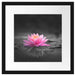Leuchtende Lotusblüte auf grauer Pfütze B&W Detail Passepartout Quadratisch 40