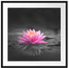 Leuchtende Lotusblüte auf grauer Pfütze B&W Detail Passepartout Quadratisch 70